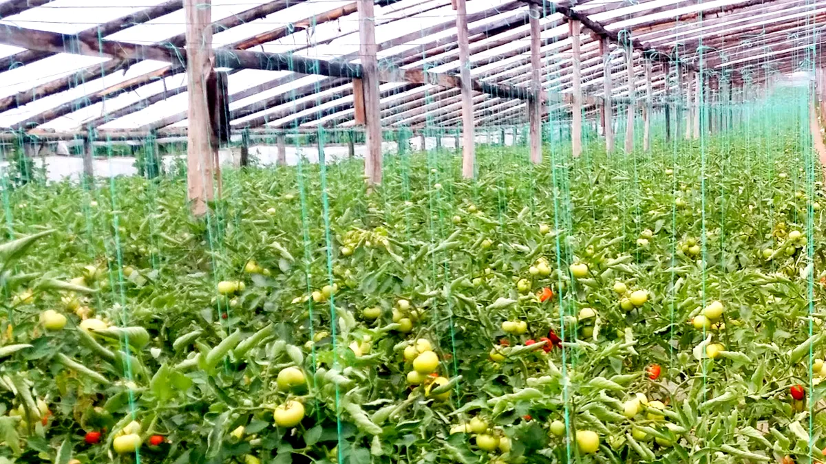Legumicultor din Matca: „nu a fost un an Ok dacă ținem cont de creșterile de prețuri din toate domeniile”