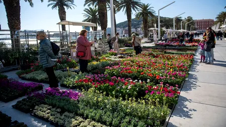 Producția de flori a Croației, „la pământ”. Cauza este de nestăpânit
