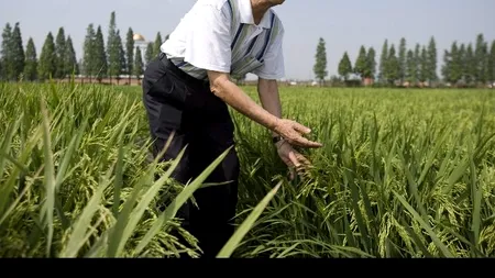 A murit agronomul cunoscut ca „părintele'' orezului hibrid chinezesc