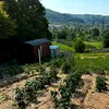 Vacanță cu mâinile pline de pământ. Campusul unde telefonul pierde în fața unei roșii adevărate