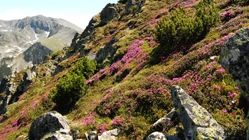 Restricții peste restricții: Noile planuri ANMAP amenință dezvoltarea zonelor montane și rurale