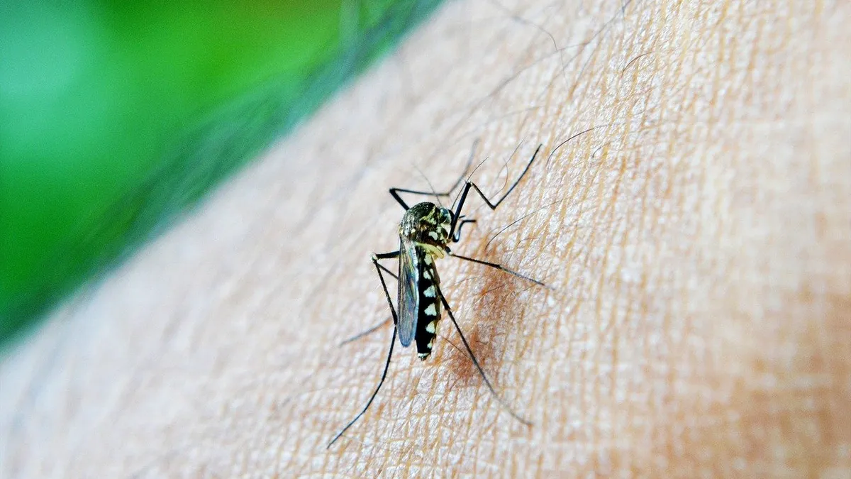 Virusul West Nile, coșmarul vacanțelor pe continentul european!