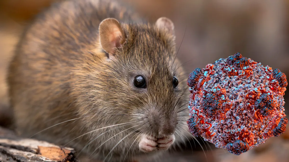 Anunțul OMS despre focarul de hantavirus. Motivul pentru care este exclusă o nouă pandemie