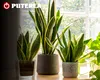 Ce pățesc plantele de apartament stropite cu bicarbonat de sodiu. Un sfert de linguriță face diferența