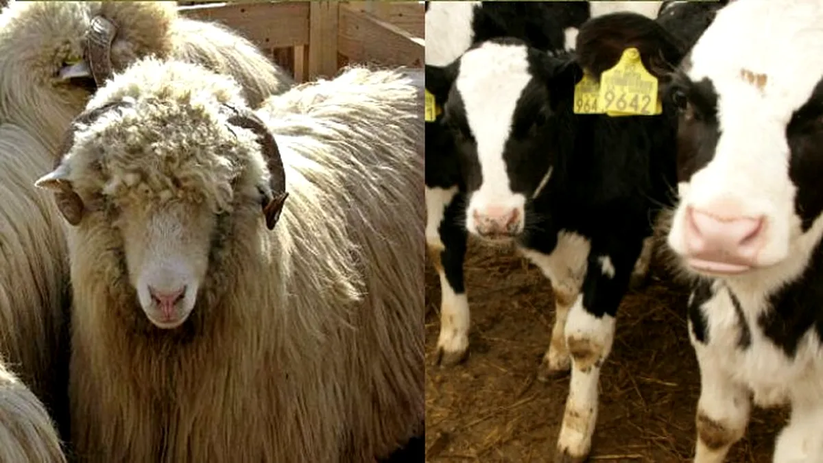 Schimbare majoră privind subvențiile la bovine și ovine. Ce se întâmplă cu crotaliile vechi  