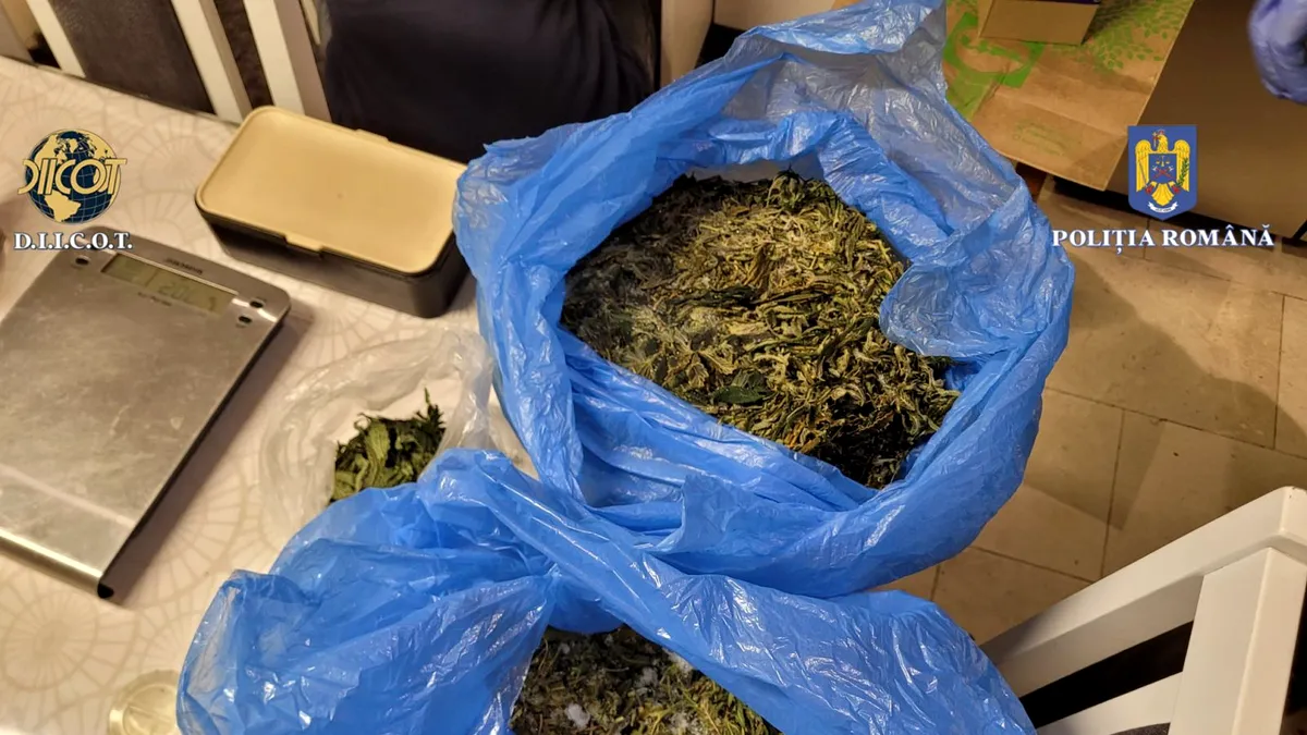 Două persoane reținute pentru trafic și deținere de droguri, la Constanța. Cultură indoor de canabis
