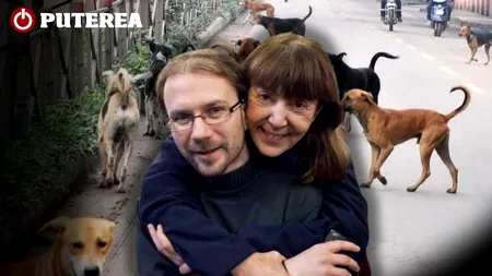 Capturarea unui câine maidanez la Ploiești costă mult mai mult decât alocația unui copil