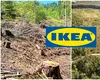 Gigantul IKEA acuzat că amenință ultimele păduri prețioase din România