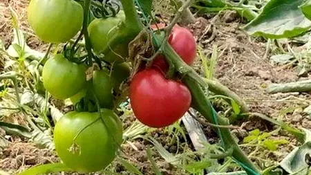 Culmea programului Tomata: Au legat roșiile coapte cu sfoara pentru cei 3.000 euro