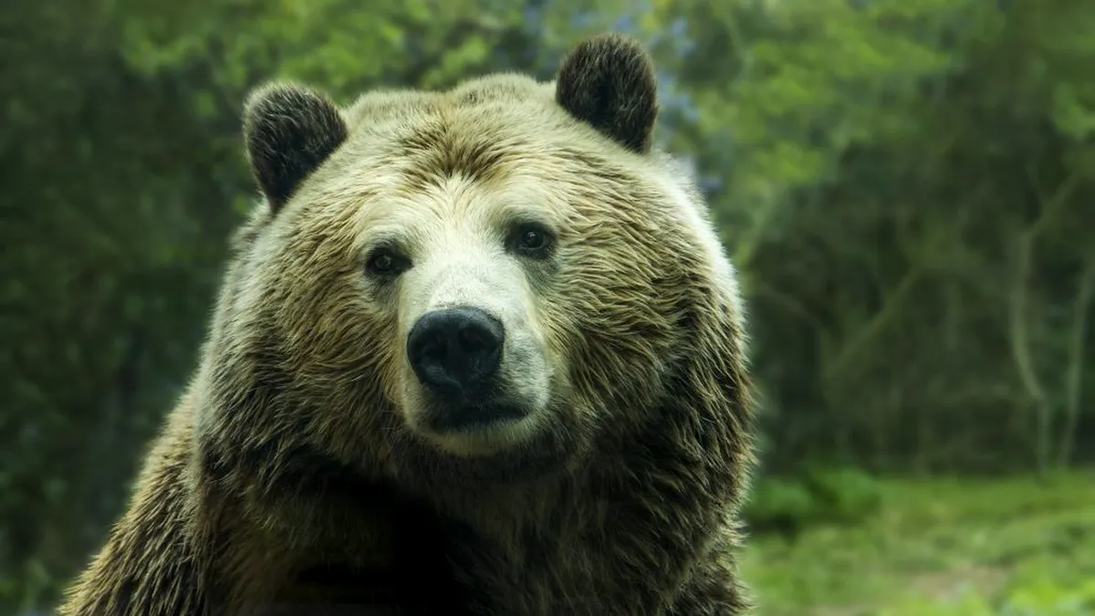 Un urs grizzly a fost ucis de o capră. Cum s-a întâmplat acest lucru