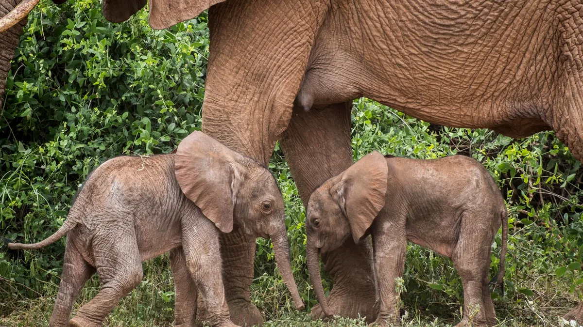 Turist ucis de un elefant în timpul unui safari