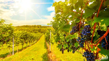 APIA a plătit viticultorilor peste 167 milioane lei