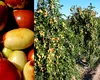 Arborii exotici au prins rădăcini și la noi. Fructul minune bogat în vitamina C care s-a aclimatizat perfect și aduce profit fermierilor