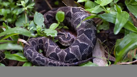 Veninul de reptilă, eficace contra hipertensiunii arteriale!