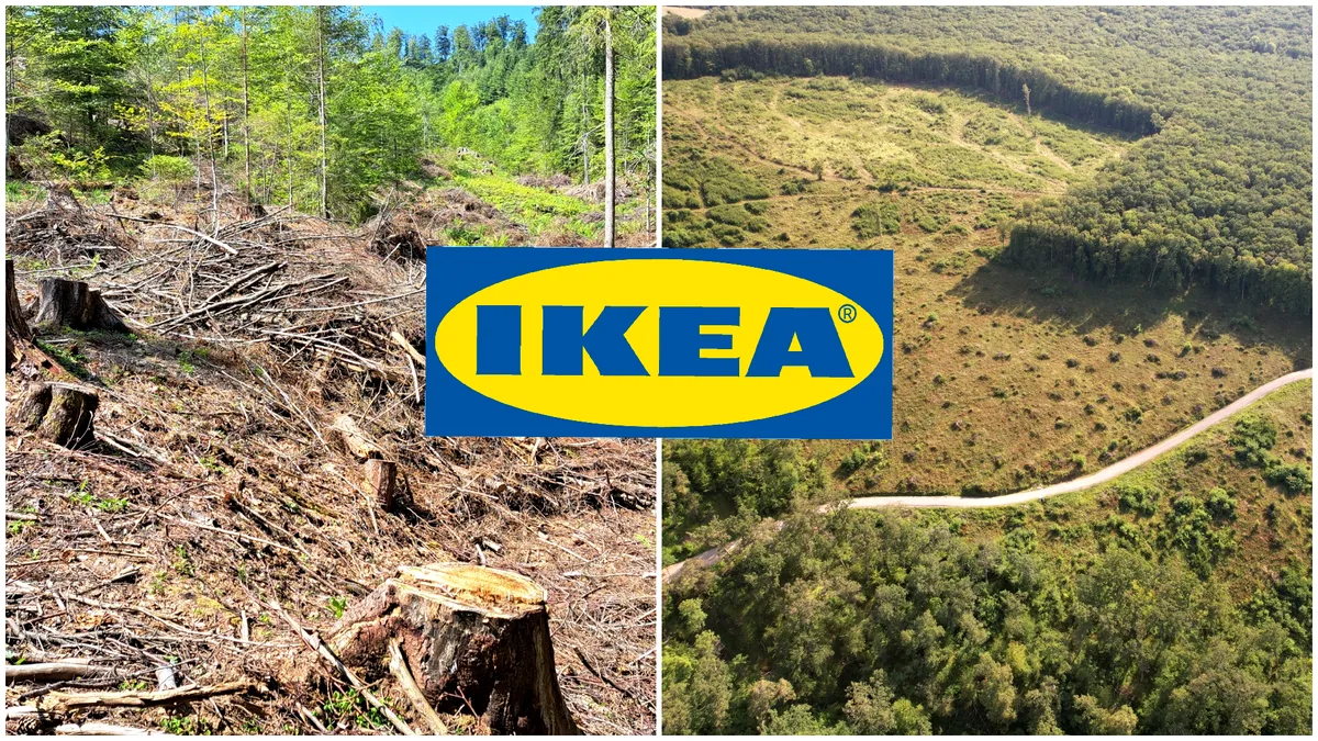 ”IKEA- vânătorul de arbori”. Un nou raport devastator privind tăierile ilegale de păduri din România ale gigantului suedez de mobilă