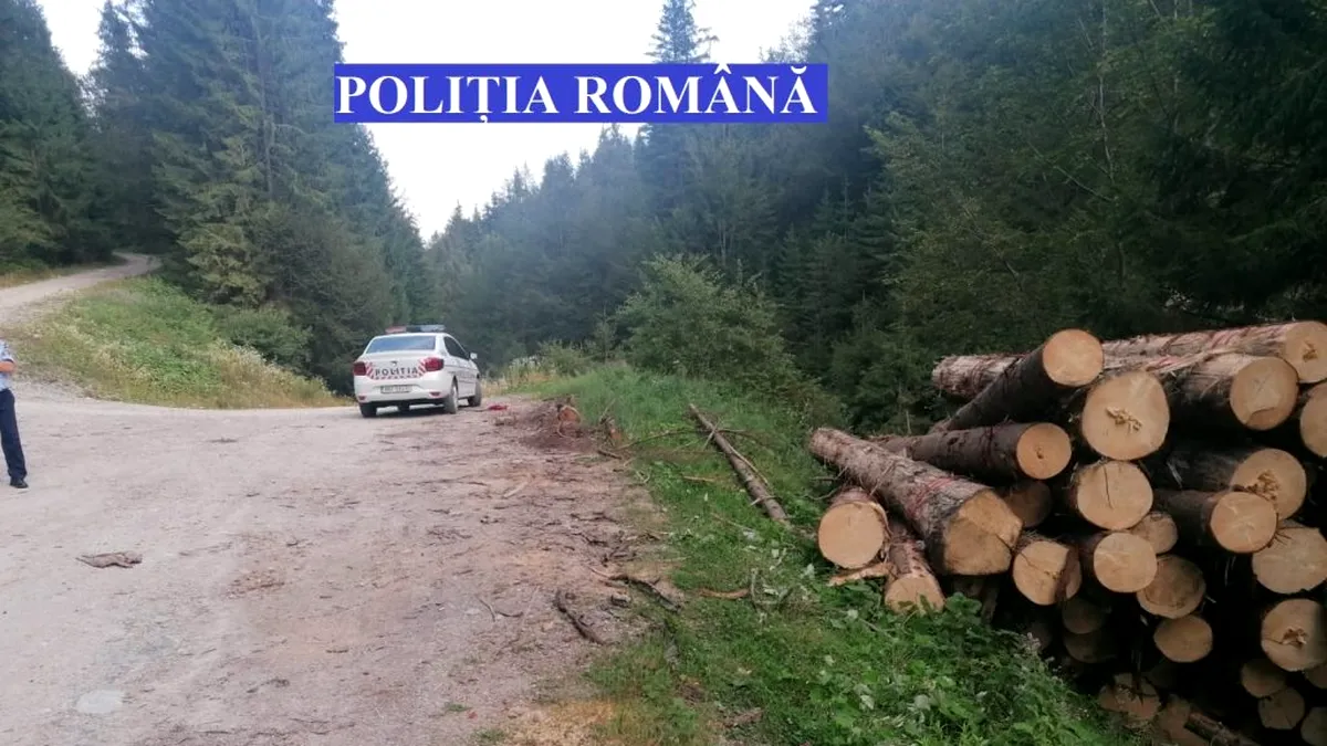Activiștii de mediu avertizează: Pădurile României, încotro?