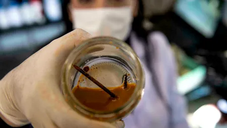 Ce își propune să facă o tânără cercetătoare, cu ajutorul bacteriilor „care mănâncă metale”