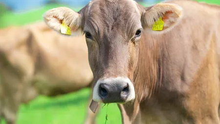 Danemarca devine prima țară cu „taxa pe flatulență”: un model pentru România?