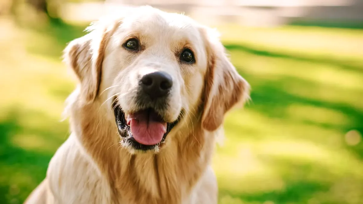 Cum să facem față durerii după pierderea unui animal de companie