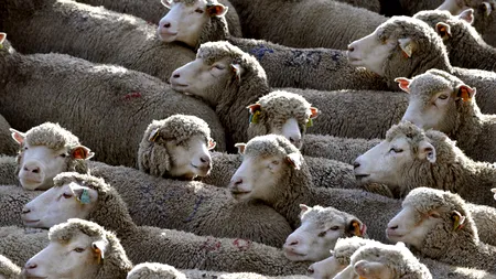 Aproximativ 3.000 de oi de la o fermă din județul Tulcea au pierit într-un incendiu, cauza acestuia fiind încă necunoscută