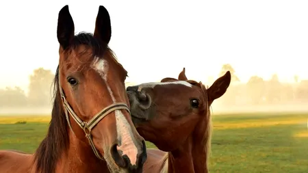 Mii de cai de curse tineri sunt uciși cu cruzime la un abator din Marea Britanie. Care este motivul