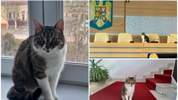 O pisică pentru Primăria Capitalei și alte lucruri surprinzător de serioase spuse la aceeași conferință