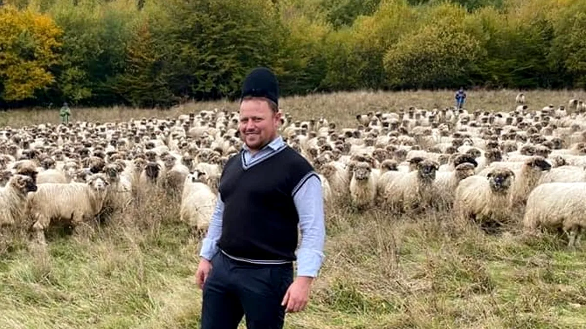Cine i-a furat oile lui Ghiță Ciobanul