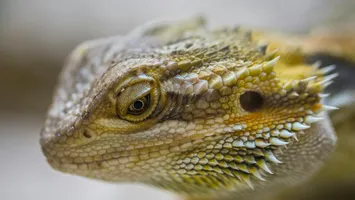 O femeie vede oamenii drept dragoni. Explicațiile unei afecţiuni neurologice rare