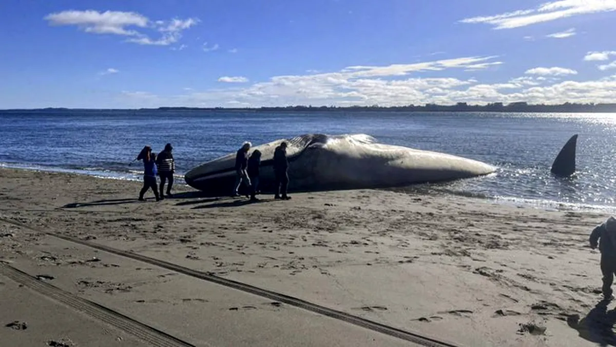 Cel mai mare animal de pe Pământ, găsit mort pe o plajă din Chile