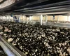 Ciupercărie gata de producție, scoasă la vânzare după 15 ani de pauză. Cât costă