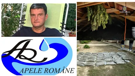 Conducerea Apelor Române s-a reprofilat pe cultivarea canabisului lângă Timișoara