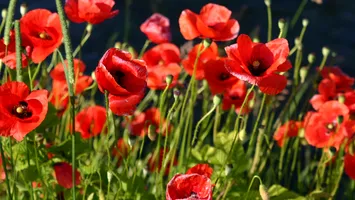 Program secret al CIA: semințe de mac, împrăștiate din avion, pentru a sabota producția de heroină din Afganistan