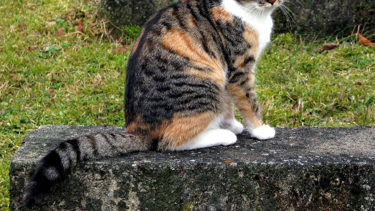Furtul animalelor devine răpire și se pedepsește cu închisoarea. Unde se întâmplă