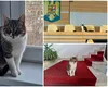 O pisică pentru Primăria Capitalei și alte lucruri surprinzător de serioase spuse la aceeași conferință