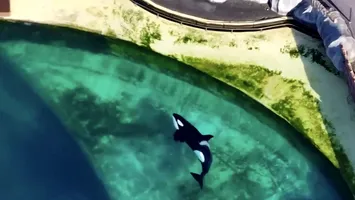 Două balene, abandonate într-un parc acvatic dezafectat