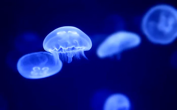Meduze