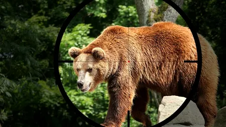 Cât costă să împuști un urs în România? Afacerea ursul brun, profitabilă din ambele tabere