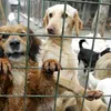 Afacerea câinilor fără stăpân de la Suraia-Vrancea a fost supervizată de conducerea… Direcției Sanitar Veterinară și pentru Siguranța Alimentelor Vrancea