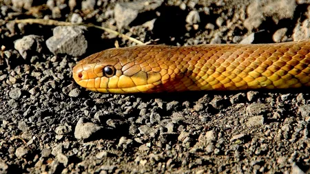 Un șarpe de aproape 2 metri a fost găsit într-un parc aglomerat din Drobeta Turnu Severin
