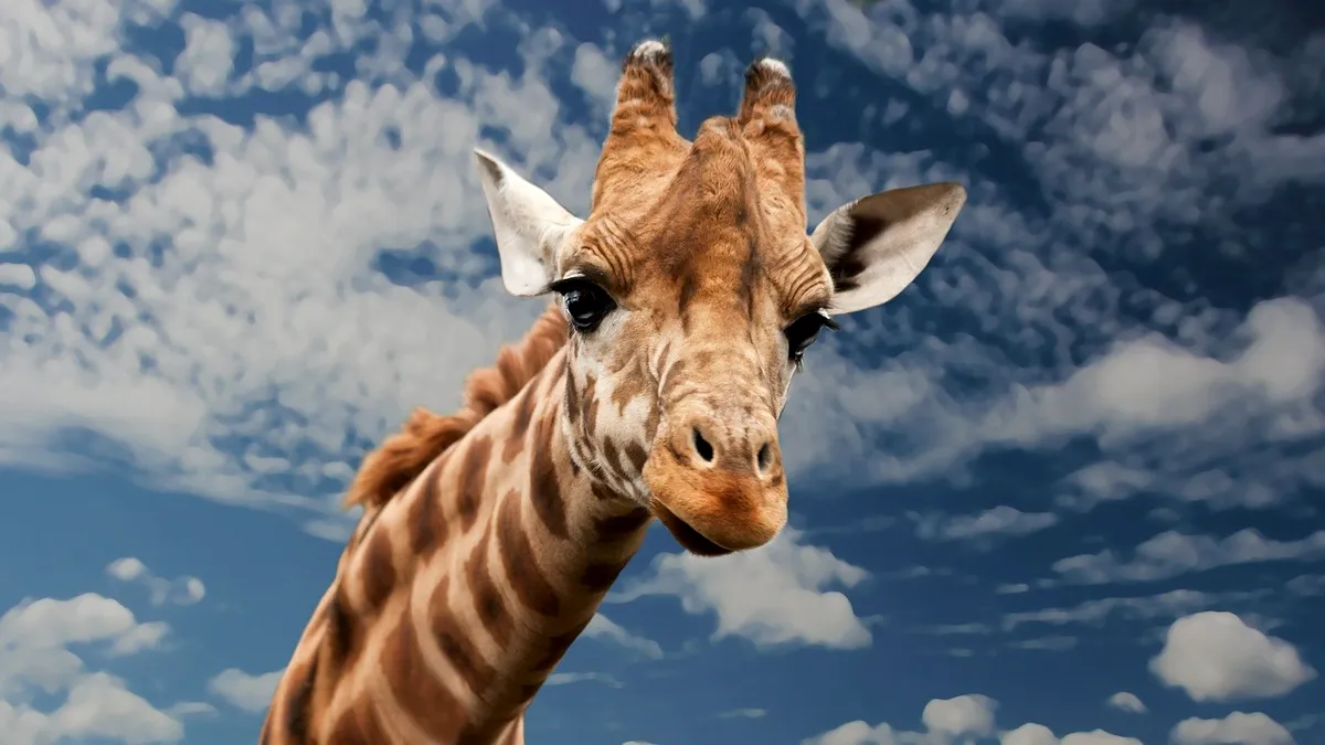 Kenya realizează cel mai amplu recensământ de animale din toate timpurile