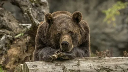 Adolescent atacat de urs pe Transfăgărășan. A fost emis mesaj RO-Alert