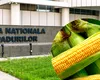O direcție silvică din inima Bărăganului cumpără porumb tocmai de la Iași