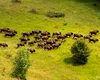 Zimbrii reintroduși în Munții Țarcu – eroi ai luptei împotriva schimbărilor climatice