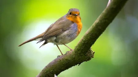 „Cântă, zboară, înalţă-te”: Azi e Ziua mondială a păsărilor migratoare