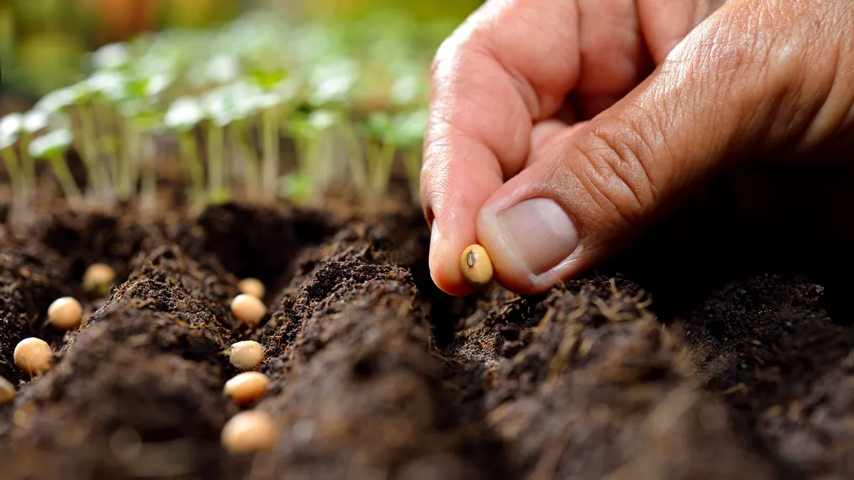 Dependența de importurile de semințe la legume. Rușii au găsit soluția, românii importă de miliarde de lei