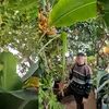 O oază tropicală în Alba Iulia: nea Nelu crește banane și portocale într-o seră de 40 mp