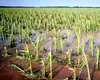 Ploile abundente din ultima săptămână au distrus mii de hectare de culturi agricole de primăvară