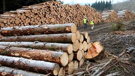 Polițiștii au confiscat într-o săptămână peste 2.300 de metri cubi de lemn, în valoare de peste 700.000 de lei