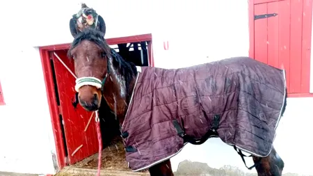 Bărbat dus la un spital de boli psihice, după ce și-a incendiat calul înhămat la căruță