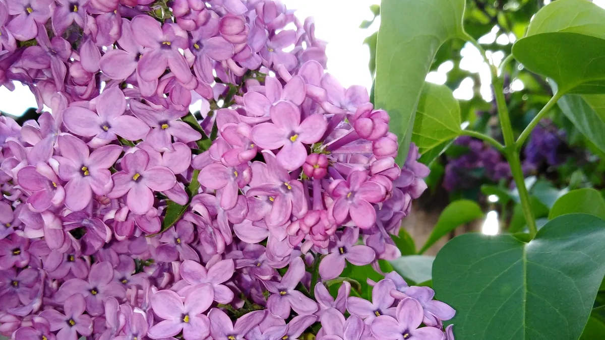 Liliac, măi, liliac... Dulceață și sirop de liliac